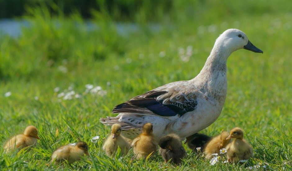 # 緊急援助金:拯救生命的文化縮影