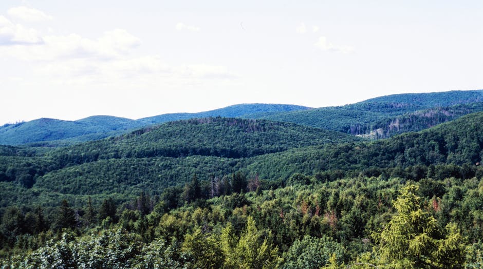 尼康相機入門教學：輕鬆掌握拍攝技巧