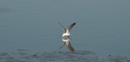 小腿粗怎麼瘦？理性分析與溫和建議